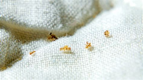 Can Warts Spread Through Bed Sheets Mastery Wiki