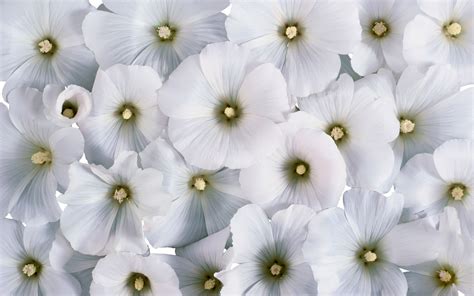 We have 68+ amazing background pictures carefully picked by our community. White Flower HD Wallpapers
