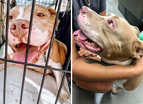 Pregnant Pit Bull Found Wandering The Streets Glows In Her Own