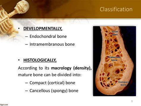 Alveolar Bone