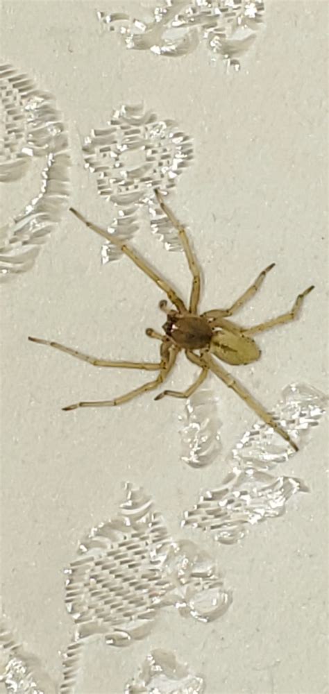 I This A Brown Recluse Southwest Ohio Spiders