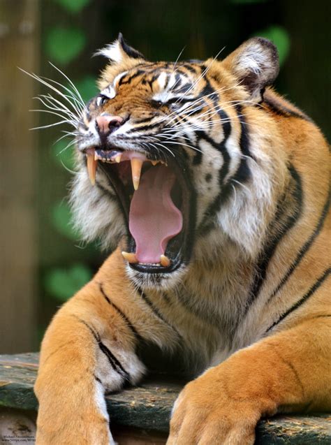 Tiger Growl Photo By Michael Fitzsimmons Full Portfolio A Flickr