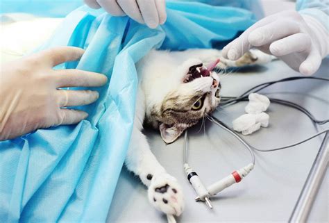 Megacolon In Cats Causes Description Symptoms Treatment Prognosis