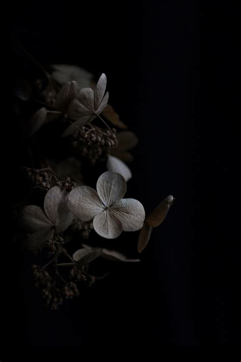 82 Wallpaper Dark Flower Pics Myweb