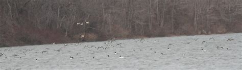 Mergansers Large Flock Of 4 Or 5 Dozen Mergansers On Lake Flickr