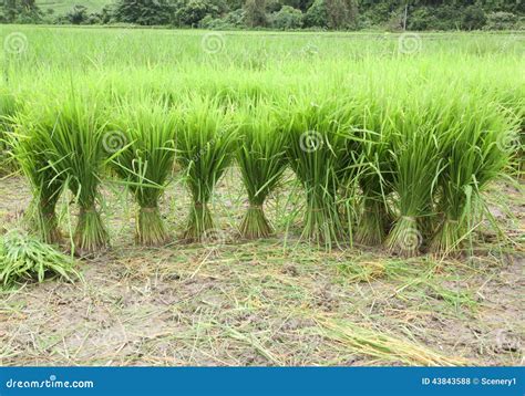 Rice Seedlings Stock Photo Image Of Nature Food Seedlings 43843588