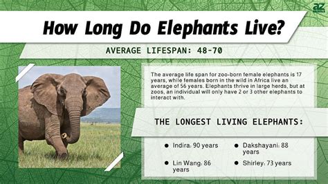 Elephant Lifespan How Long Do Elephants Live A Z Animals