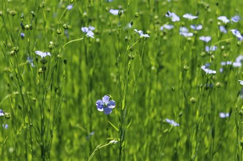 How To Grow Flax For Oil And Fiber Plantation Harvest And Storage