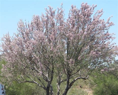 Desert Ironwood Horticulture Unlimited Ironwood Trees To Plant