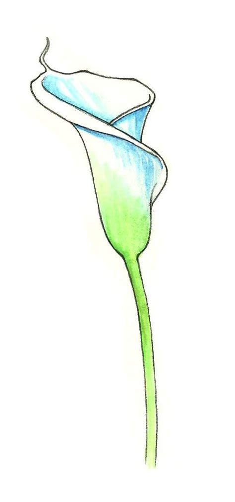 How To Draw Calla Lillies Flower Drawing Lilies Drawing Lily Flower