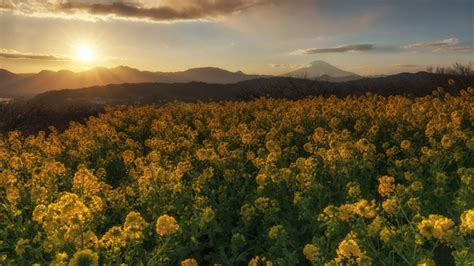 Azumayama Park Kanagawa Japan Spring Sunset Meadow With Yellow Flowers 4k Ultra Hd Desktop