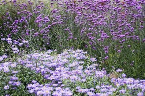 How To Grow And Care For Verbena Bonariensis Uk