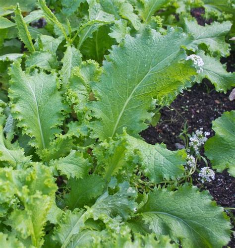 Southern Giant Curled Organic Mustard Seeds West Coast Seeds