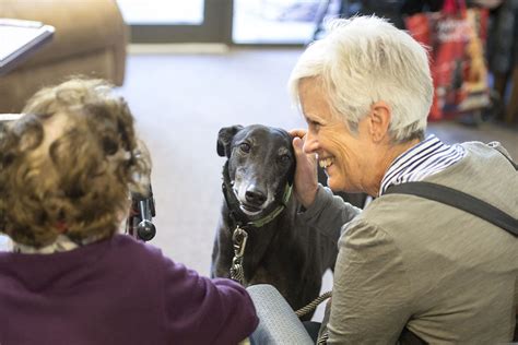Yes, and more so than many breeds. Greyhounds as Therapy Dogs - Greyhounds as Pets