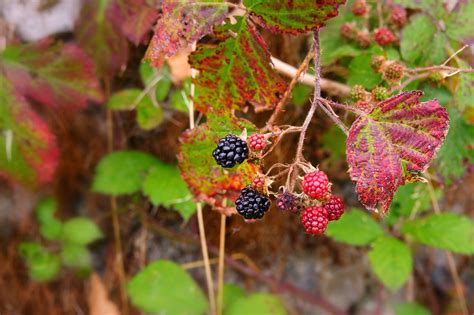 Berry Blackberry Fruit Free Photo On Pixabay Pixabay