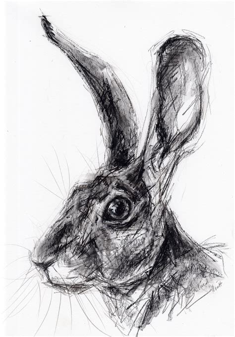 Original A4 Charcoal Drawing Of A Hare By Animal Artist Belinda Elliott