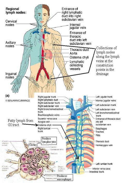 Pin By Allyson Chong On Health Mld Lymphedema Treatment Lymph