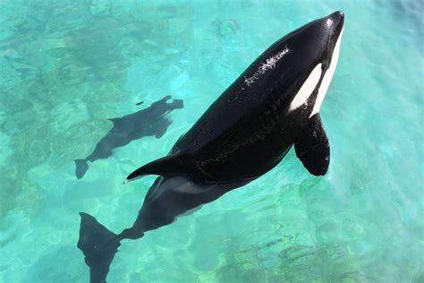 Captive Killer Whale Mimics Human Speech For The First Time
