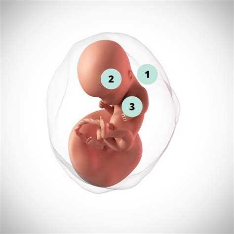 Como Calcular As Semanas De Gesta O Porque A Gravidez Contada Em