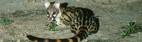 African golden cats are very reclusive animals. Genet | African Wildlife Foundation