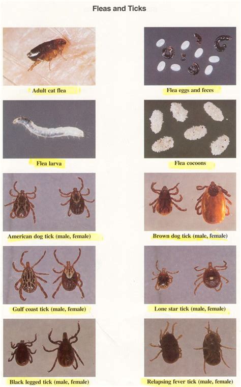 Fleas Are The Most Common External Parasite That Can Plague Pets And