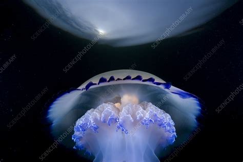 Barrel Jellyfish Stock Image C0404853 Science Photo Library