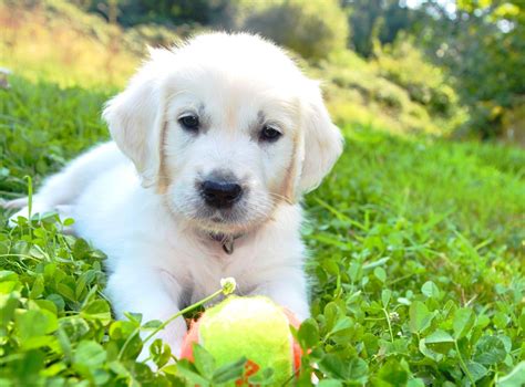 √√ English Golden Retriever Quebec Canada Buy Puppy In Your Area