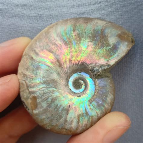 Natural Rainbow Ammonite Fossil Snail Conch Fossil Mineral Specimen Wish