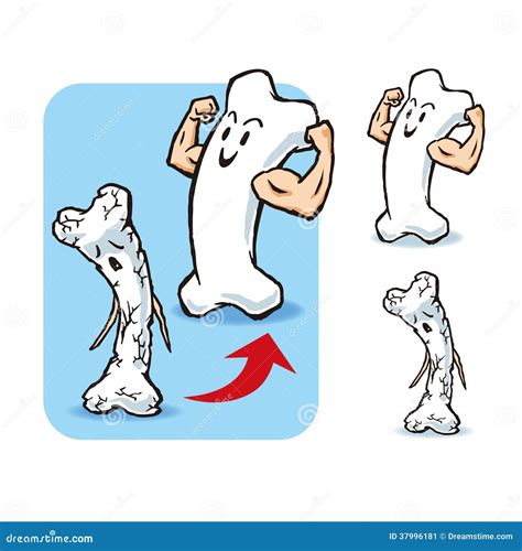 Healthy Bone Stock Illustration Illustration Of Body 37996181
