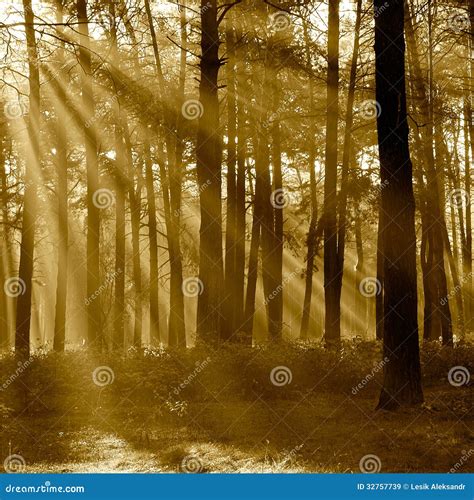 The Sun S Rays Breaking Through The Trees In The Pine Forest In Stock