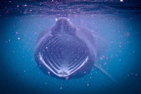 Guide To Basking Sharks In The Uk