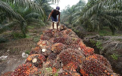 Updated for 6 feb to 12 feb 2021. Low prices leave Sabah oil palm smallholders in dire ...
