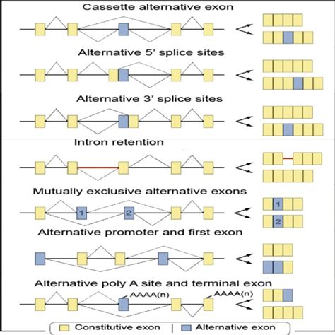 types of alternative splicing the types of alternative splicing download scientific diagram