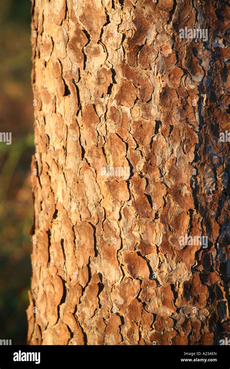 Scots Pine Tree Bark Stock Photo Alamy