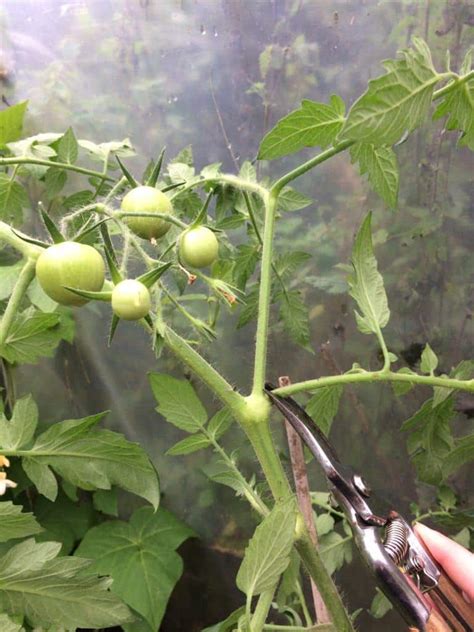 10 Tricks To Ripen Green Tomatoes More Quickly