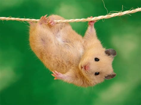 Funny Hamsters Pictures Funny And Cute Animals