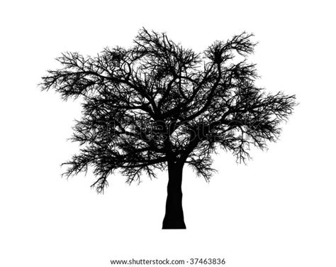 Silhouette Oak Tree Winter Stock Illustration 37463836 Shutterstock