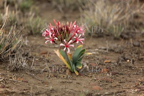 Sand Lily Crinum Buphanoides Blooming Kruger Nationalpark