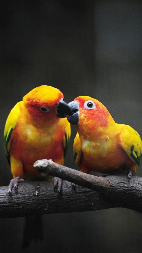 Birds Wallpaper Parrot Branch Color Birds 72219 1080x1920 Supportive Guru