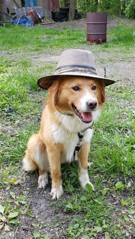 I See Your Doggo In A Hat And I Raise You With Mine