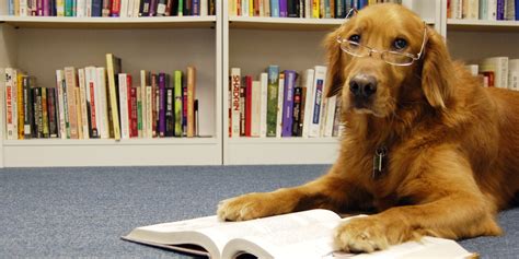 Reading Books To Shelter Dogs Makes The World A Little Bit Better For