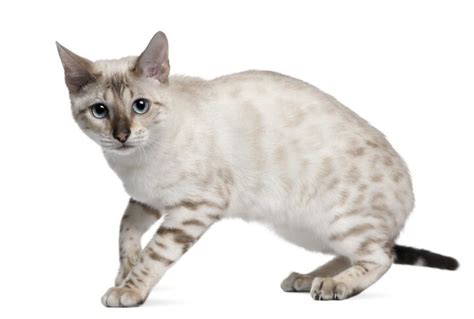 Bengal Cat Breed Information And Pictures Petguide Petguide