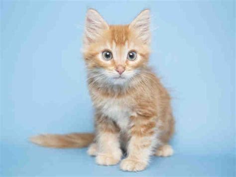 From spunky to docile and cuddly to independent, the arizona humane society has dozens of kittens and cats waiting for their forever homes. Pin by Arizona Humane Society on Cats for adoption | Pets ...