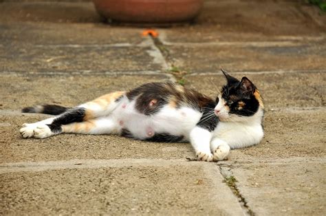 How To Take Care Of A Pregnant Feral Cat Veterinarians Seva Call Blog