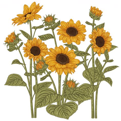 This Item Is Unavailable Etsy Sunflower Drawings Sunflower Line