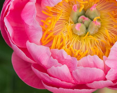 Pink Peony Wallpapers 57 Images