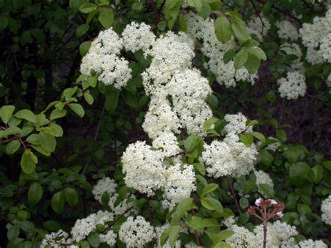 I got my 10 trees some years past and today i noticed the 3 trees that i thought were only an ornamental flowering small yard tree by the name of sergents white flowering crab apple. Smart trees and shrubs suitable for Michigan landscapes ...