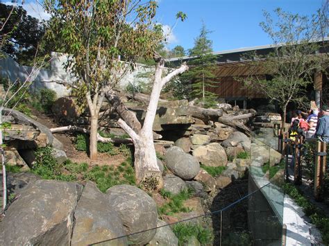 Giant Panda Enclosure Adelaide Zoo South Australia Trevors Travels