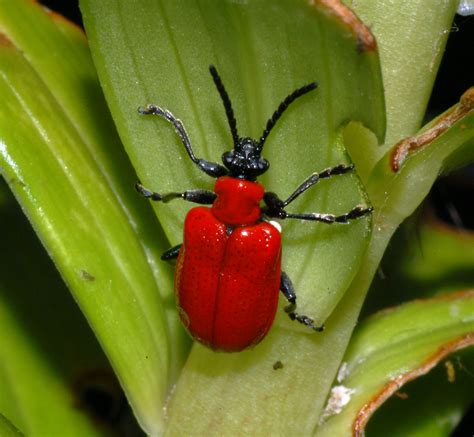 Lily Eating Beetle James Flickr