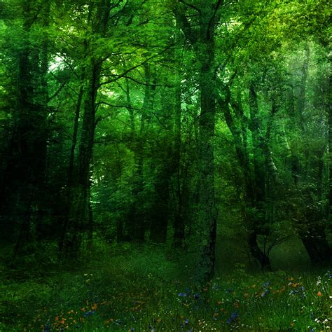 74 Green Forest Background On Wallpapersafari